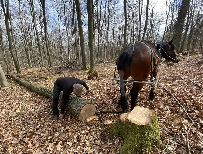 Mit einem speziellen Haken zieht er das Seil unter dem Baumstamm hindurch.