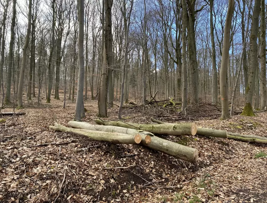 Das Holz kann anschließend von Maschinen abtransportiert werden.