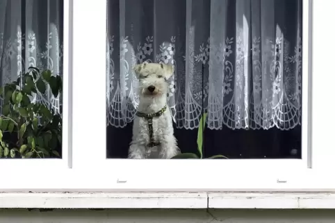 Nicht in Speyer: ein Zwergpudel hinter einer Fensterscheibe. Nicht in Speyer: ein Zwergpudel hinter einer Fensterscheibe.