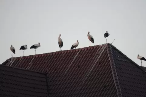 Die Störche sind zurück. Die meisten Nester in der Region sind bereits belegt.