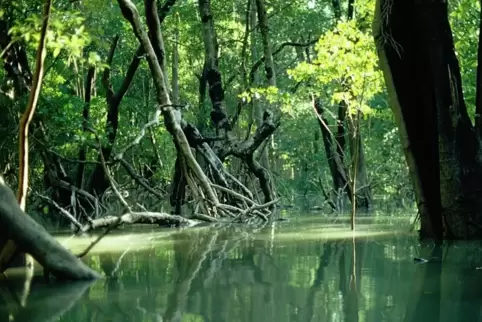 Mangrovenwälder in flachen Küstengewässern, wie hier in Australien, können einen Beitrag zur Kohlendioxid-Bindung leisten.