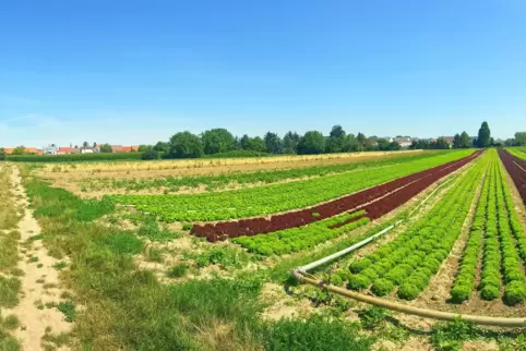 Neben Gemüse- Getreidefeldern soll in Dannstadt neuer Wohnraum entstehen.