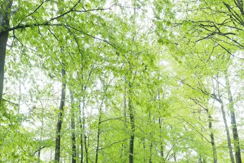 Der Dietrichinger Wald soll zu einem eigenen Forstrevier werden. 