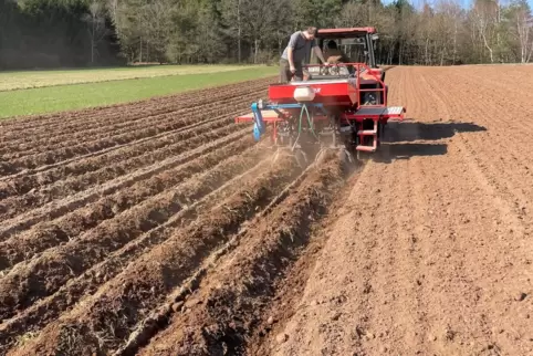Auf der Sickinger Höhe sind die Kartoffelbauern aktiv: Karl und William Gortner aus Lambsborn beim Legen der „Neuen“.