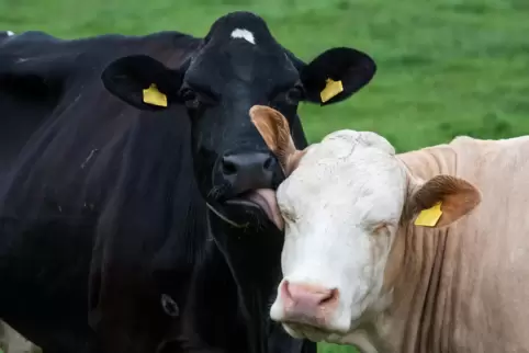 Eine Mutterkuh hatte mit ihrem Kalb die Weide verlassen.