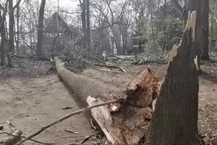 Der am Spielplatz umgestürzte Baum.