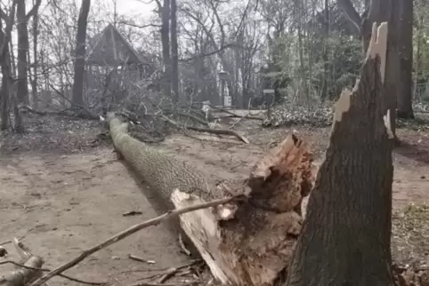 Der am Spielplatz umgestürzte Baum.