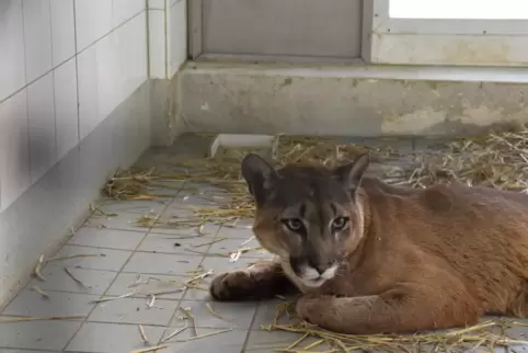 Puma Pele ist mittlerweile auf dem Weg der Besserung. 