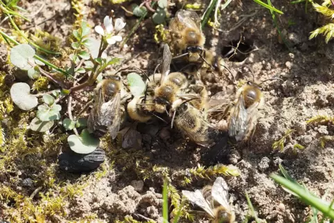 Tausende Sandbienen schwirren in Gerhard Burkeis Garten über der Grasnarbe. 