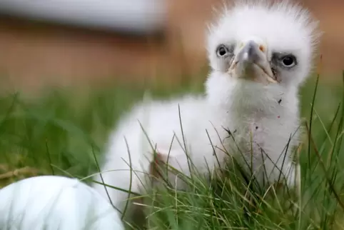 Am Samstag ist der Riesenseeadler aus seinem Ei geschlüpft. 