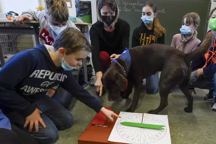 Mathematikunterricht mit Glücksrad und Vierbeiner: Corinna Wallace nimmt ihren ausgebildeten Schulhund – den Labrador Paco – reg