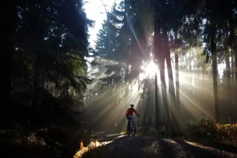 Wer gerne wandert, ist im Pfälzerwald mit einem schier unendlichen Wegenetz gut bedient. Wer gerne mit dem Mountainbike auf spez
