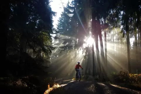 In Rheinland-Pfalz ist Radfahren im Wald nur auf breiten Wegen erlaubt. Zwei Projekte in der Vorderpfalz wollen das ändern und a