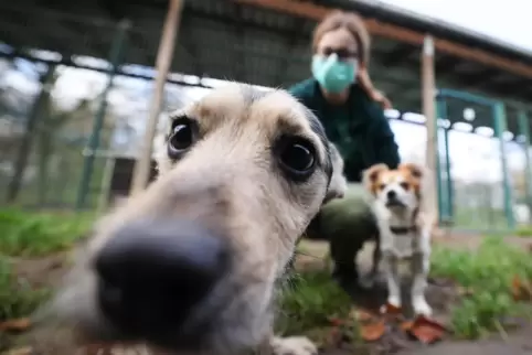 Milo und Julius wurden abgegeben. Die Tierheim-Mitarbeiter kümmern sich um sie. 