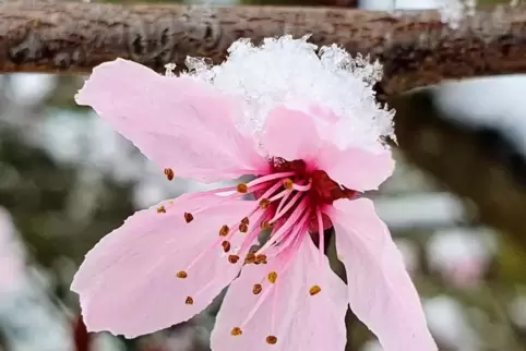 Blüte mit eisigem Häubchen: Diese Impression aus ihrem Garten in Otterbach hat RHEINPFALZ-Leserin Marianne Rohe am Wochenende mi