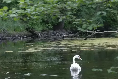 Am Altwasser wurde Gehölz entfernt. 