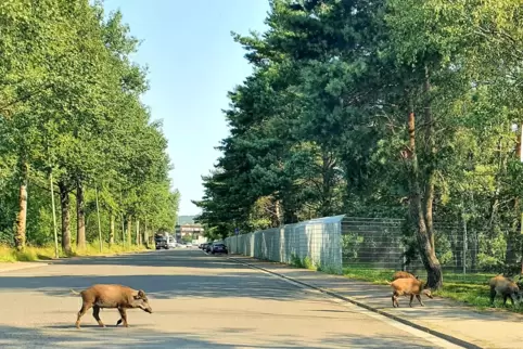Ein Leser hatte diesen tierischen Schnappschuss im Juli 2021 auf dem Einsiedlerhof gemacht. An der Stelle wurden Wildschweine im