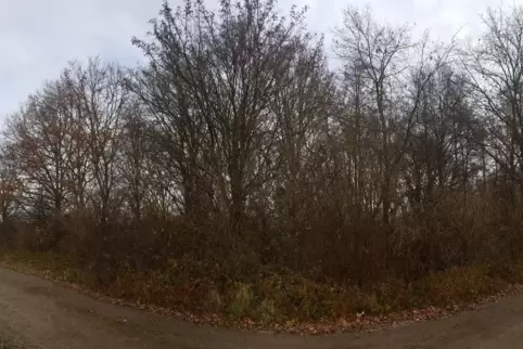 Der Streit ums Pappelwäldchen (hier im Bild) zieht weite Kreise. 