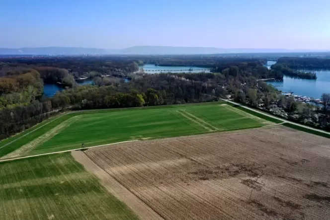 Zwischen Kollerstraße und Reffenthal (rechts): der Abschnitt des Rheinhauptdeichs, der einer der wenigen in Rheinland-Pfalz ist, Zwischen Kollerstraße und Reffenthal (rechts): der Abschnitt des Rheinhauptdeichs, der einer der wenigen in Rheinland-Pfalz ist,