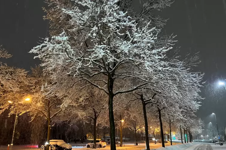 Schnee auf den Bäumen in der Mainzer Straße, Kaiserslautern