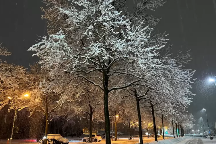 Schnee auf den B&auml;umen&nbsp;in der Mainzer Stra&szlig;e, Kaiserslautern