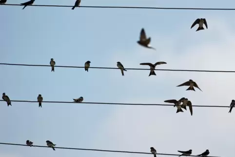 Es müssen Arbeiten im Stromversorgungsnetz durchgeführt werden, die dem Vogelschutz dienen.