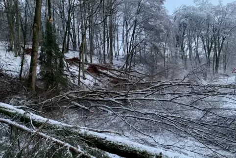 Jede Menge Schneebruch: Alleine zwischen Queidersbach und Linden stürzten in der Nacht von Freitag auf Samstag über 30 Bäume um.
