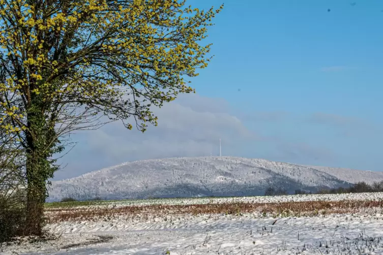 An den B&auml;umen sprie&szlig;en die Bl&auml;tter, und der Schneefall verwandelt die am Donnersberg in ein Winterm&auml;rchen &ndash; so idyllisch sah es 
