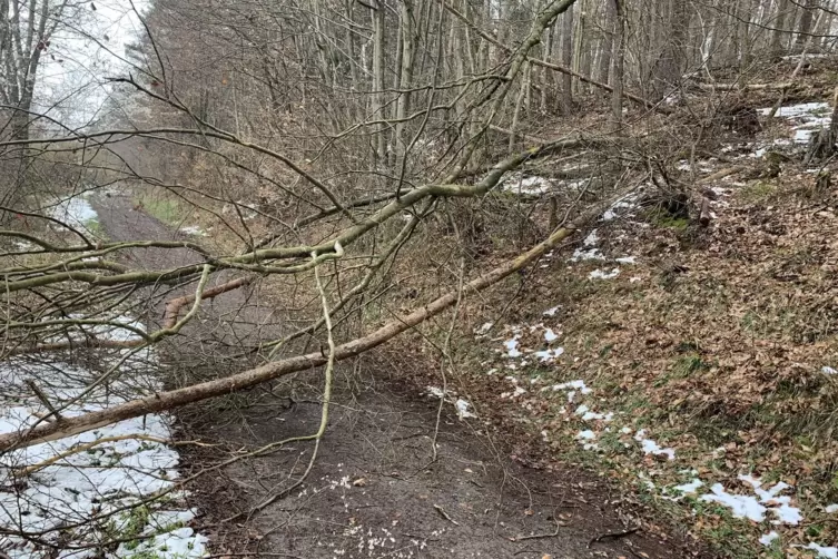 Spazierg&auml;nge im Wald bieten sich aber nicht an &ndash; es besteht Gefahr, dass weitere B&auml;ume umst&uuml;rzen. 