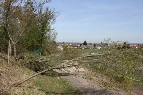 Die Gemeinde versucht, die Bäume zu retten. 