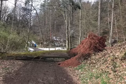 Eichen und Pappeln betroffen: Das Foto zeigt einen von etlichen alten Bäumen, die unter dem Gewicht des nassen Schnees im Eselsb