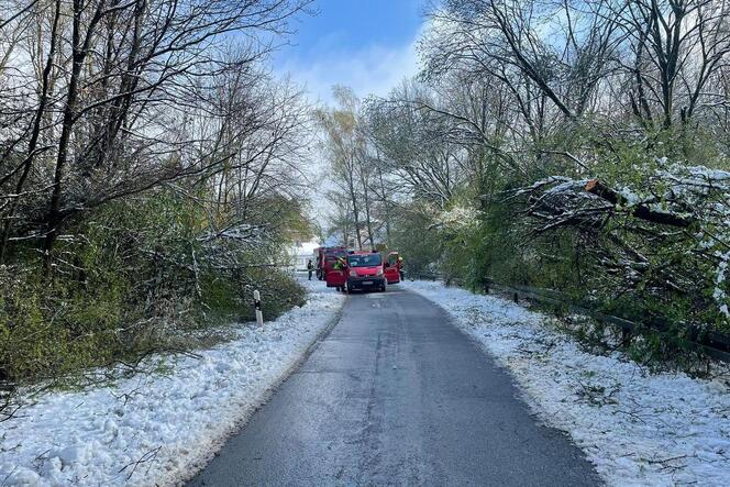 Viele Bäume brachen unter den Schneemassen zusammen. Die Feuerwehr musste ganze Straßenzüge sicherheitshalber sperren.