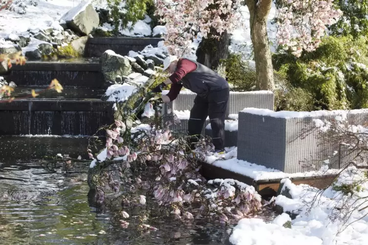 Hat ihren Haupttrieb verloren: die Magnolie im Japanischen Garten.
