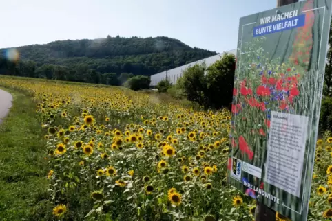 Aktion des Maschinenrings mit Landwirten: Blühstreifen mit insektenfreundlichen Pflanzen wie hier bei Medard im Jahr 2019.