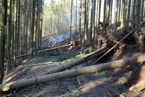 Schneebruch: In den Wäldern sind einige Bäume umgefallen. Der Forst räumt derzeit die Wege frei, warnt aber vor Waldaufenthalten
