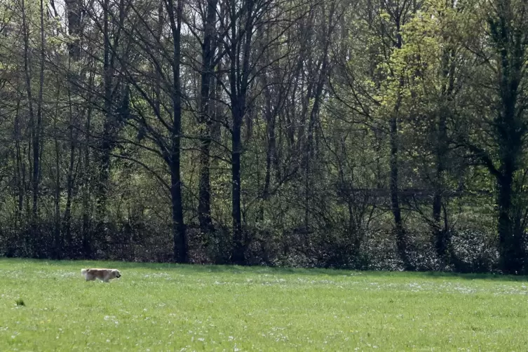 Wenn die Wiesen unter Wasser stehen, sind sie ein sehr beliebter Gassigeh-Ort.