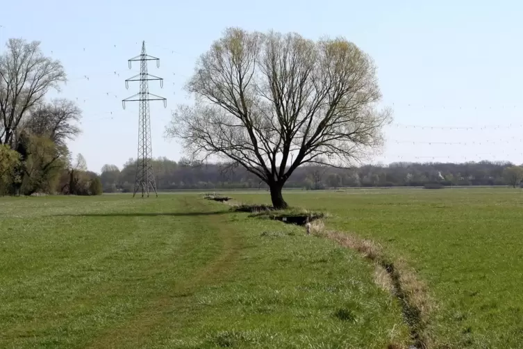 &Uuml;ber Gr&auml;ben werden die Queichwiesen geflutet und entw&auml;ssert. 