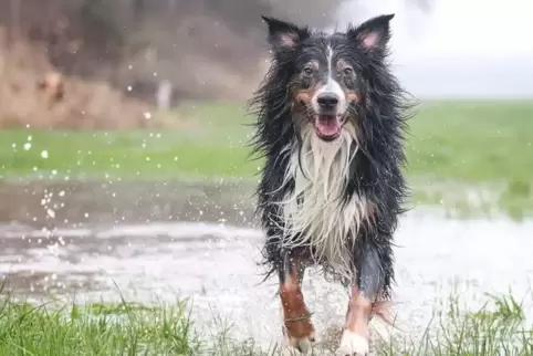 Merlin war der starken Strömung nicht gewachsen. 