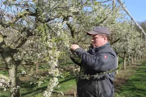 Michael Zapf begutachtet die Blüten der Apfelbäume.