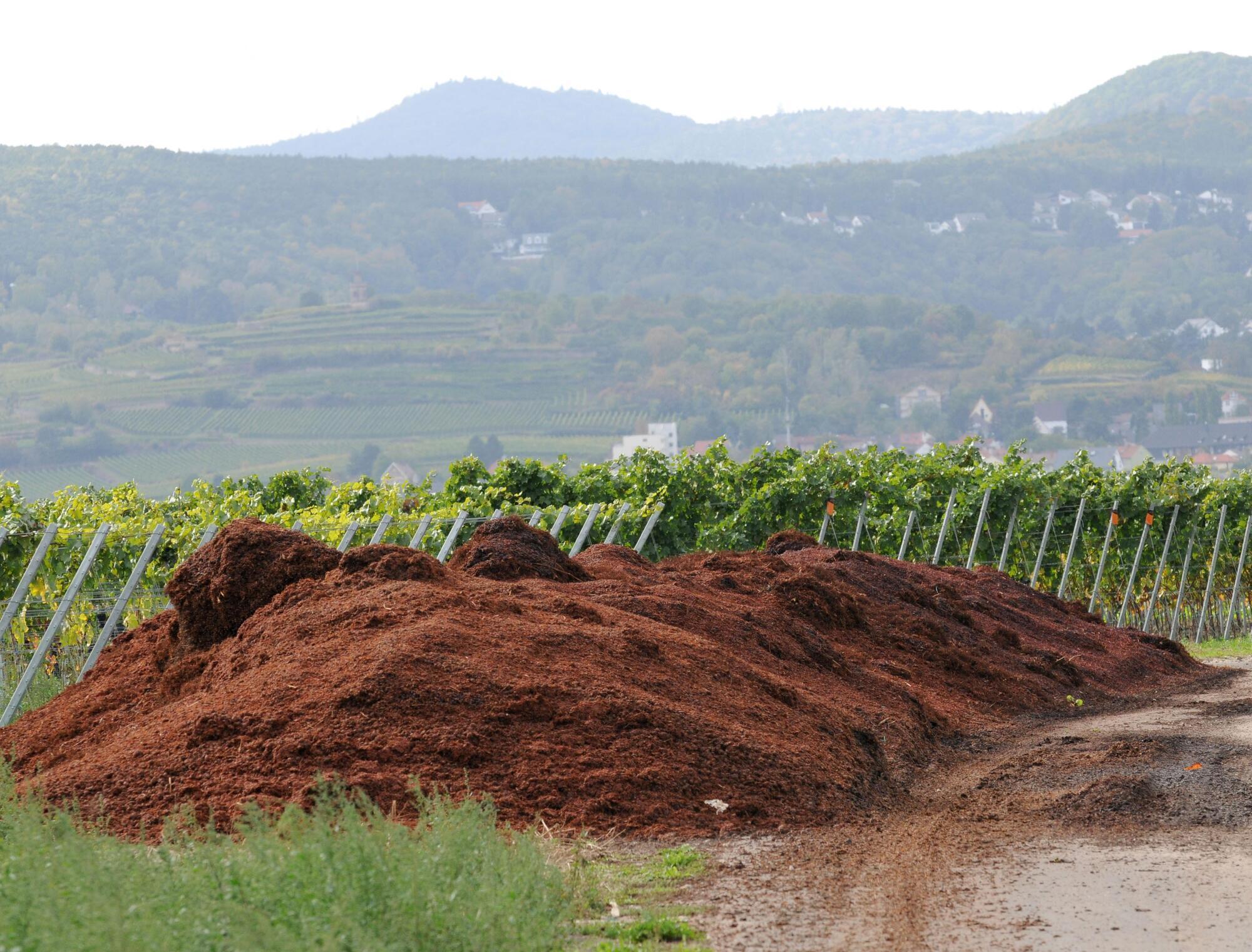 Kann aus Trester Energie werden? - Wachenheim - DIE RHEINPFALZ