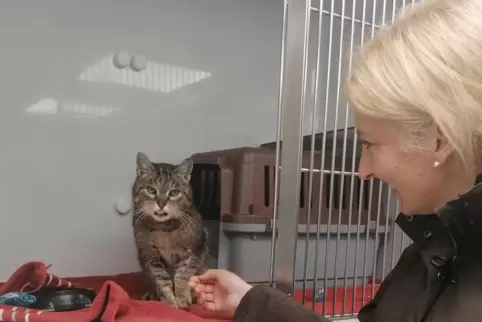 In der Quarantäne-Stube für Katzen ist momentan etwas mehr Platz: Tierheimleiterin Nadine Bender mit Kater Scotty. 