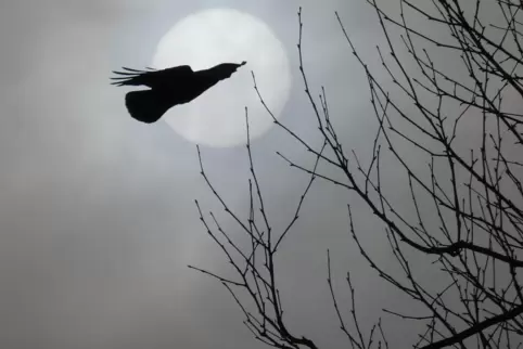 Warum sollt eine Ostergeschichte Hasen haben, wenn es auch Raben gibt?