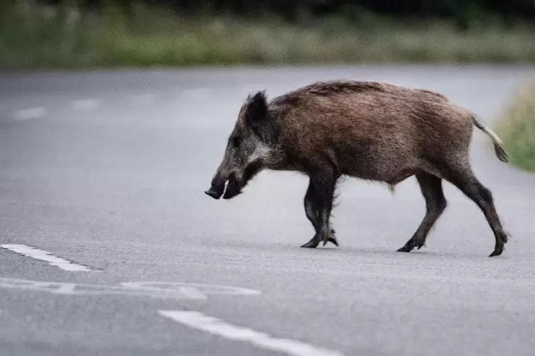 Auch auf den Straßen werden immer wieder Wildschweine angefahren.