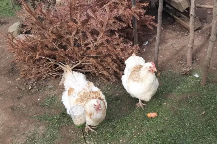 Diese beiden Hühner sind nur an ihrem Kamm zu unterscheiden. Der eine ist gerade, der andere zackig. 