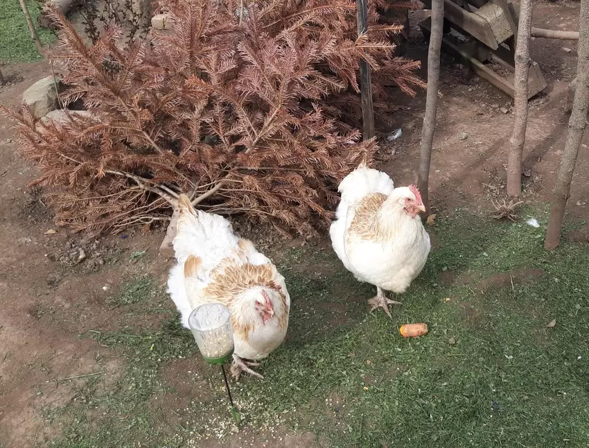 Diese beiden Hühner sind nur an ihrem Kamm zu unterscheiden. Der eine ist gerade, der andere zackig.