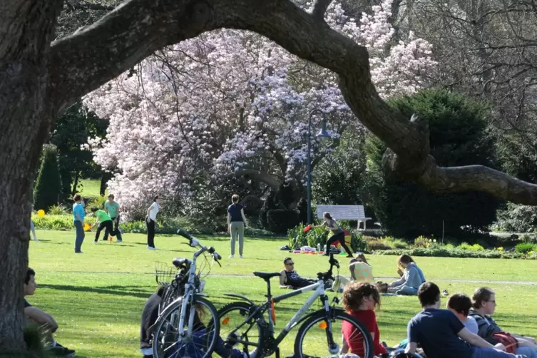 Frühlingsidylle: Die Magnolie prägte jahrzehntelang das Bild im Kurpark. 