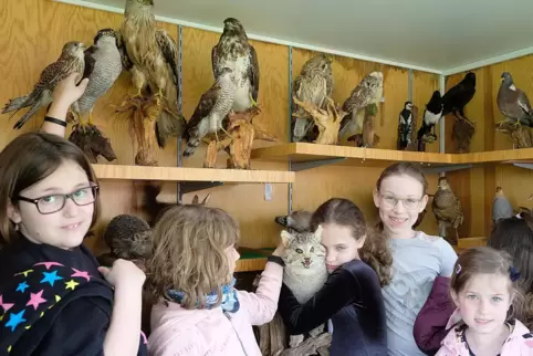Die Kinder waren völlig fasziniert von den präparierten Wildtieren. 