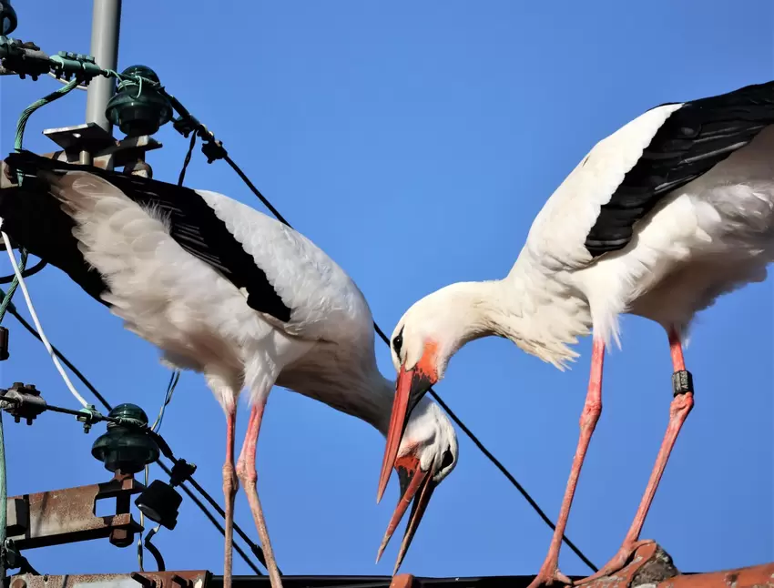 Senderstorch Hans genießt die Flitterwochen auf dem Hitscherhof.