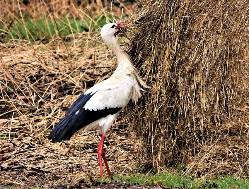 Der Storch sorgt für eine warme Nestpolsterung.