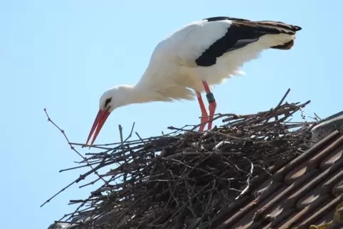 Die meisten Menschen freuen sich, wenn ein Storch auf dem Dach nistet. Und Glück soll es auch noch bringen.